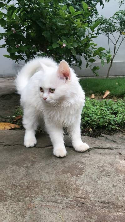 This CAT is most beautiful