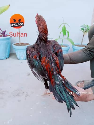 Aseel patha high quality