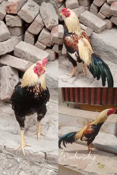 Aseel and Golden misri available for sale