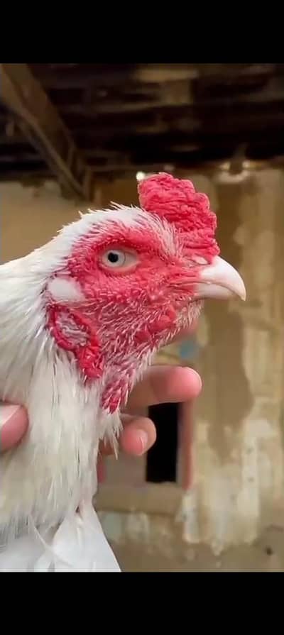 heigh quality herra pair or 1 mushki Madi for sale