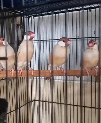 Top Quality fawn java confirm pair