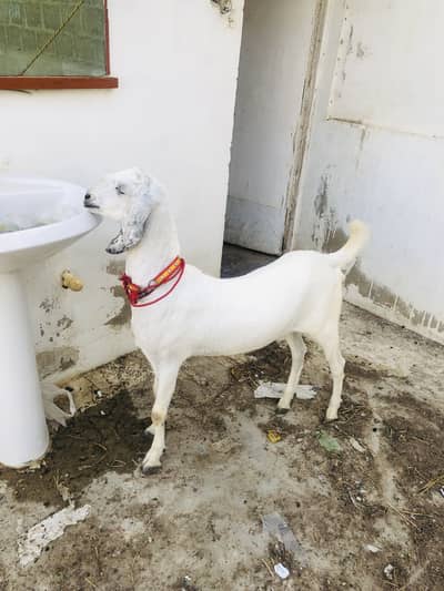 Munda khassi bakra heavy wait