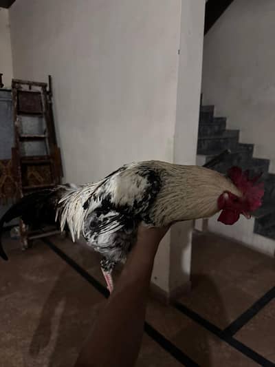 3 healthy murgy for sale