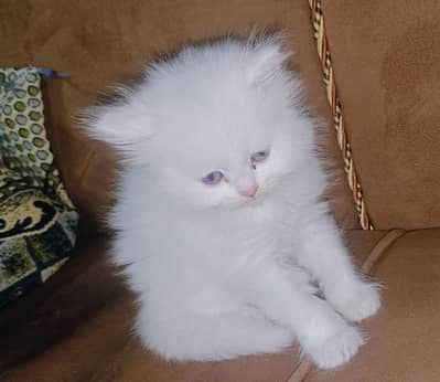 Persian cat baby female punch face