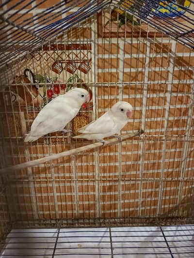 albino Black eye's Birds