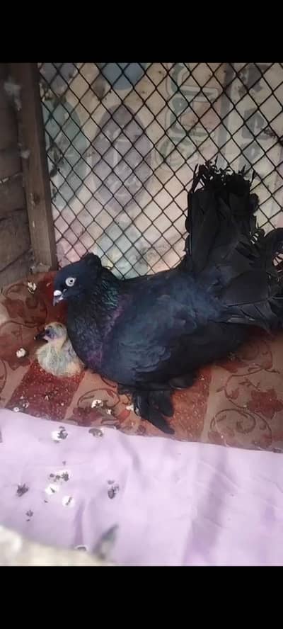 Pure Black Faintail Pair With Chicks For Sale