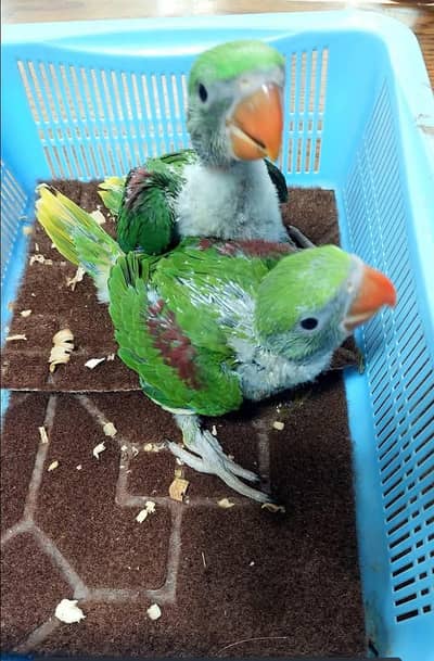 Kashmiri Raw Chicks Male Female