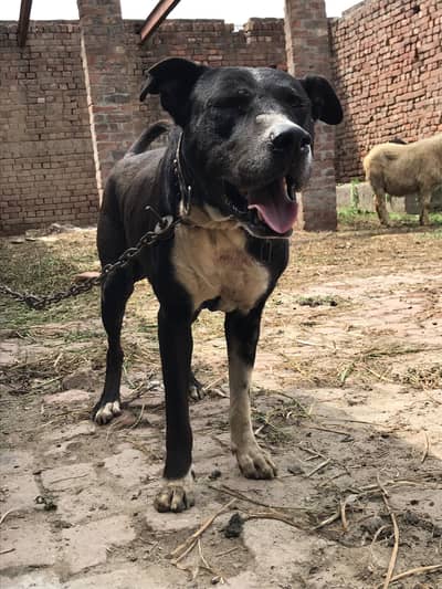 Pitbull Cross Waleti Male Available