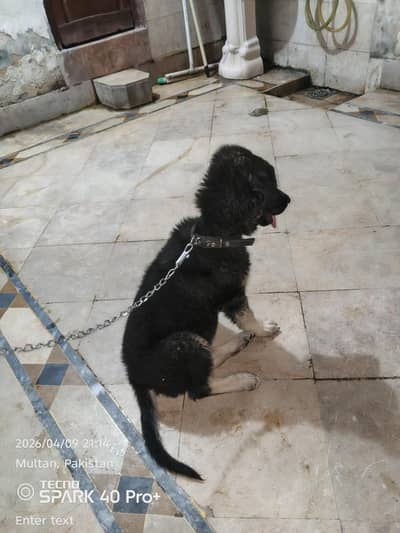 German Shepard or Belgium shepherd ki cross full coat hy