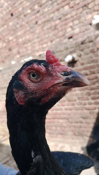 Thai female long height