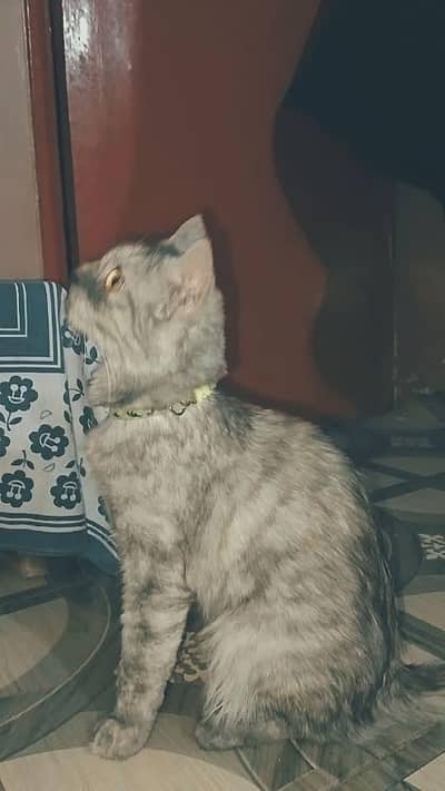 Beautiful Persian Female Cat – Vaccinated & Litter Trained