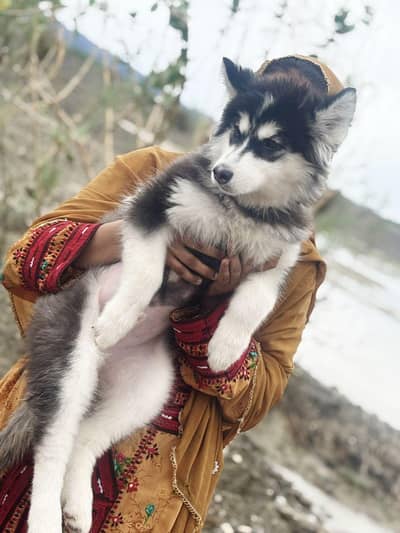malamute Siberian husky