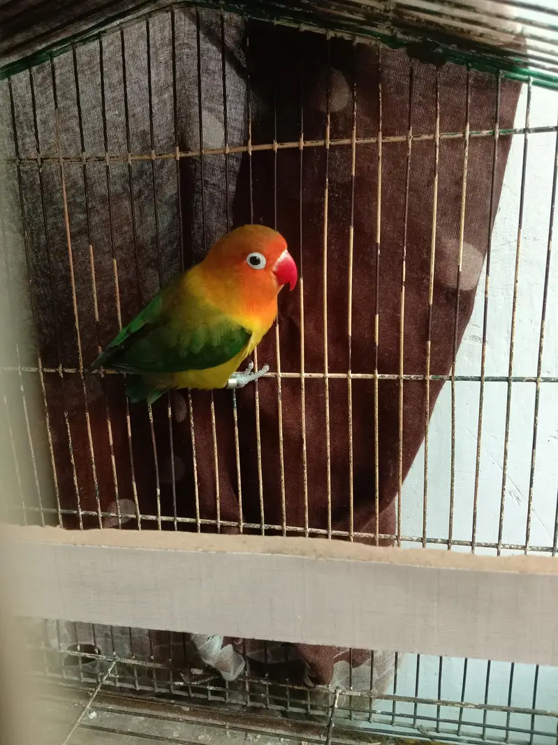 Love birds — photo 4
