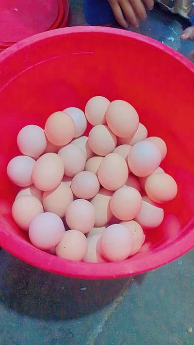 Desi Eggs