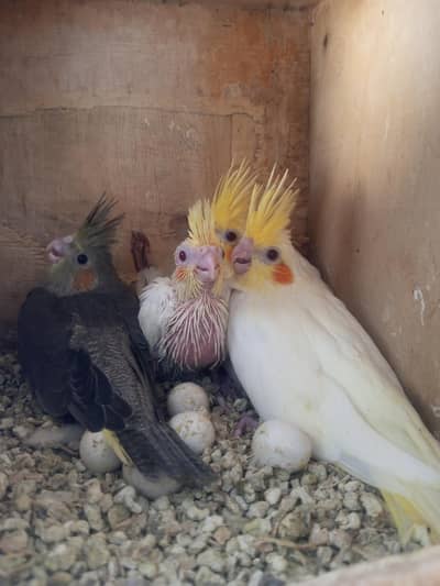 Cocktail Common Red Eyes Chick for sale