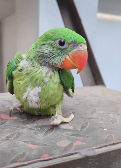 Kashmiri Raw Chick Male Active Healthy