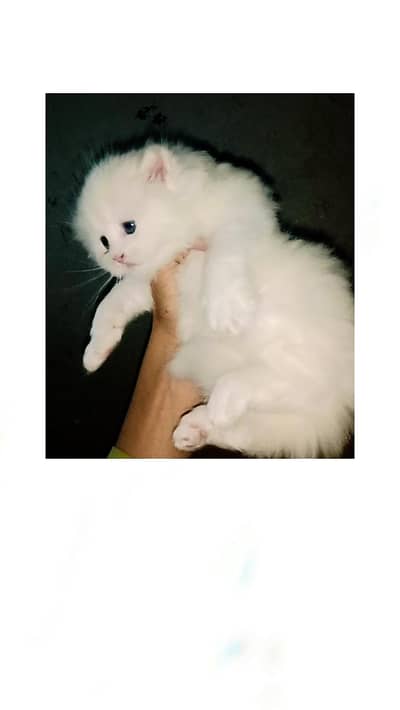 Persian Baby Kitten 