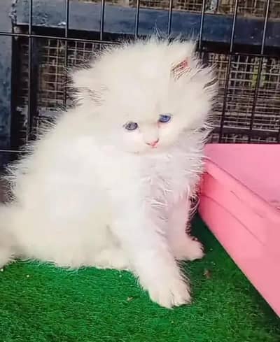 Persian female kitten for sale vaccinated 03464647359