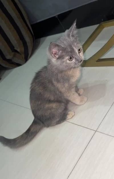 Grey Kitten