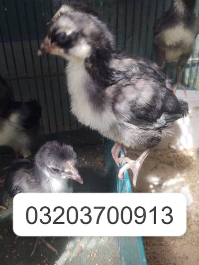 australop chicks available karachi
