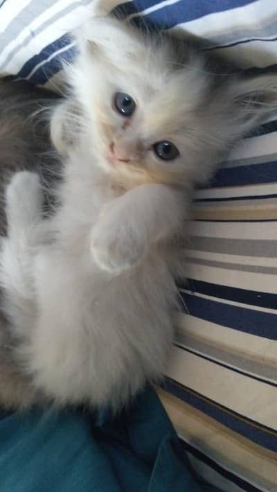 Persian kitten