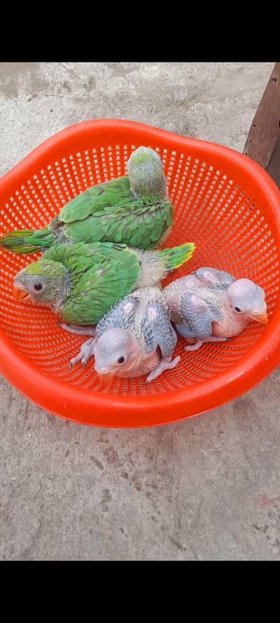 golu molu mitho baby pr pice 4k