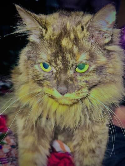 Male persian cat beautiful