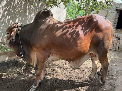 Qurban Sahiwali Wacha  Chogaa 4 daant