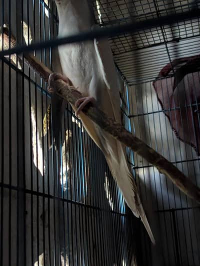 Cockatiel Bird for Sale – Healthy & Active