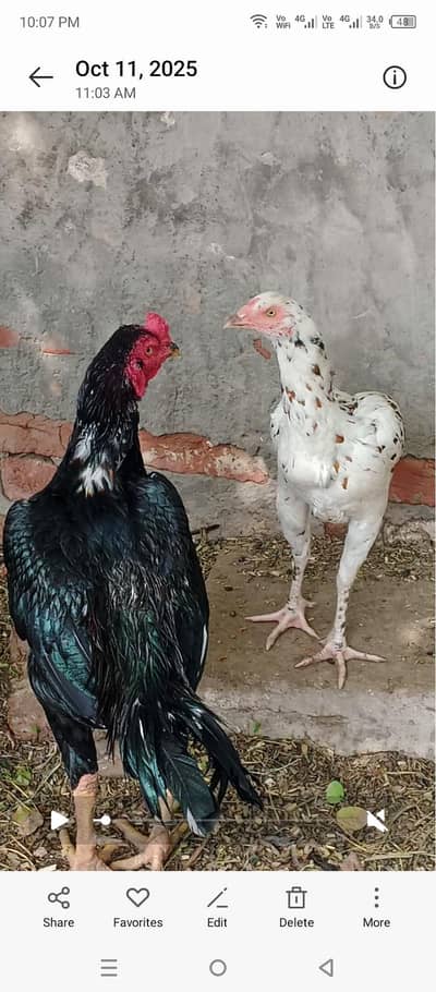 aseel morga murgi pair