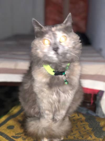 Persian triple coated femail cat