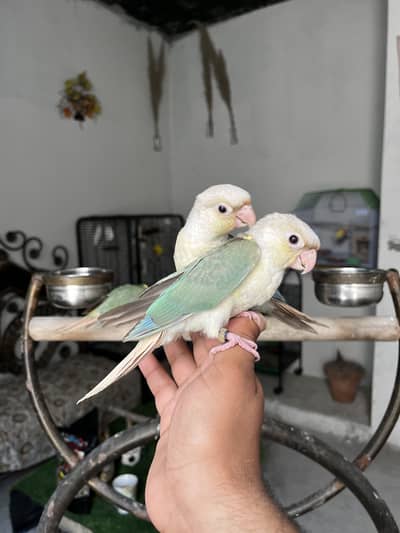 Hand tame blue cinnamon conure