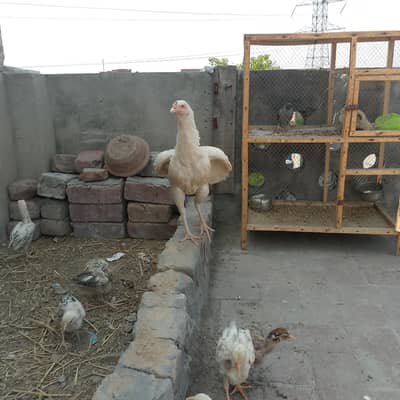 pure aseel chicks for sale 10 chicks hai or AK murgi video mil jaye ge