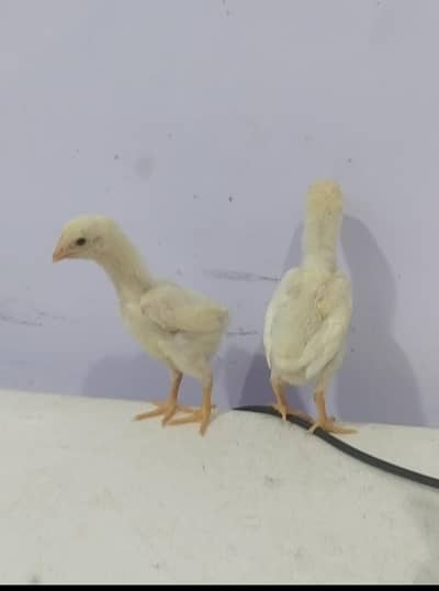 Shamo chicks for sale