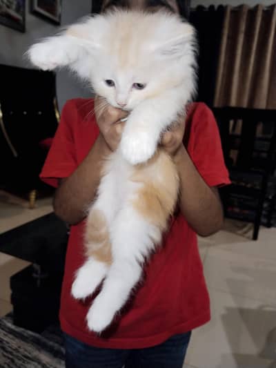 Elegant Persian cat pair available