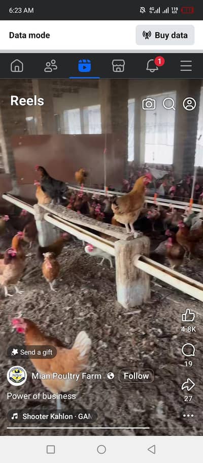 Desi murgi 60 production