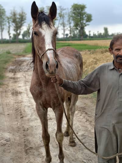 Australian athro breed