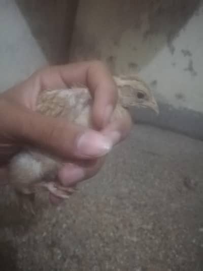 titar chicks for sell