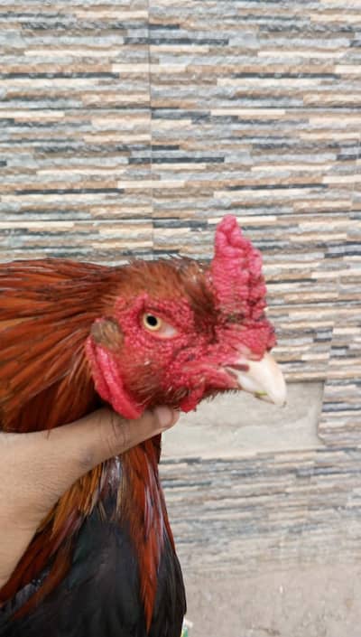 high quality aseel bird