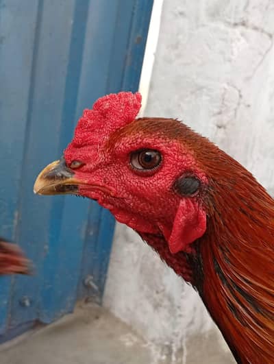 Burmi Thai pair and chicks