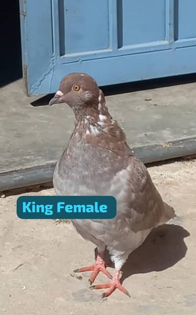 Pigeons 0312 5925861