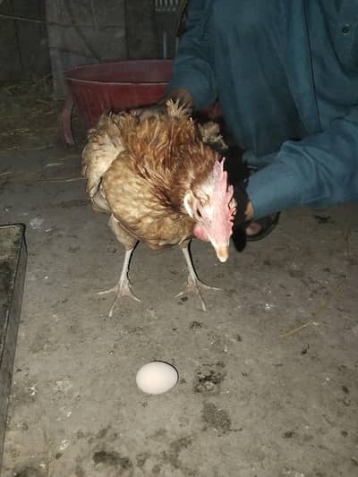 Desi murgi 3and 2 murgy