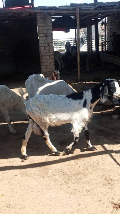 desi bakri female 2 bache sath mein 1 mah ke hai