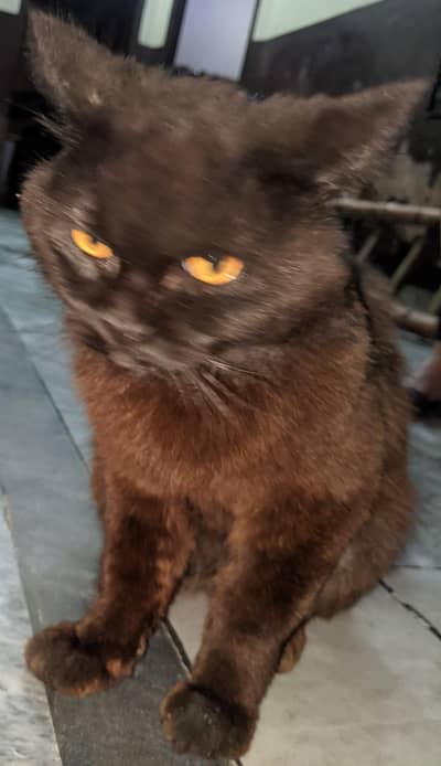 Black Persian Cat For SALE