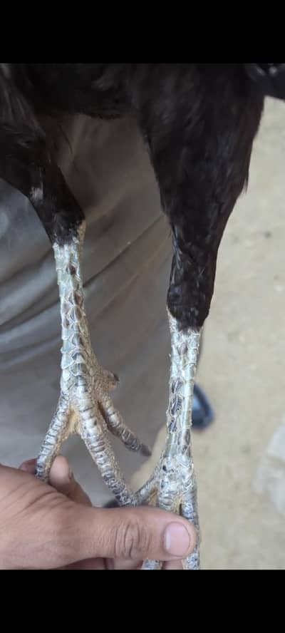 aseel madii band gaddi vip quality hean 03052655482