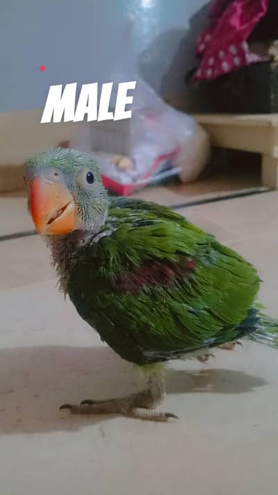 handtam and friendly parrot