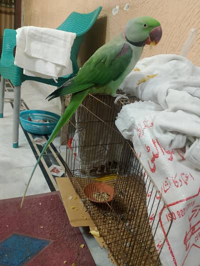 Raw breeder male Available moody talking