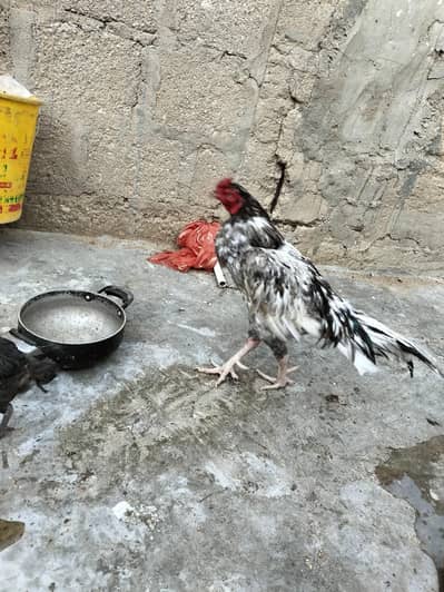 aseel khaki band jor