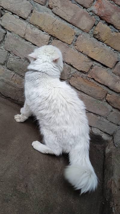 male cat