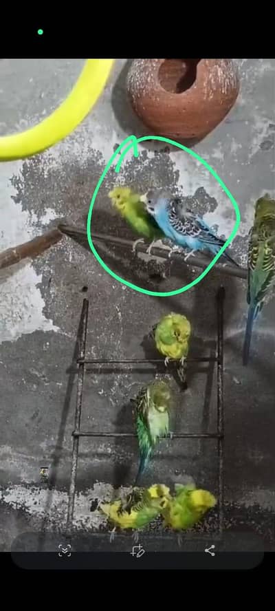 hogo romo dubal falwar